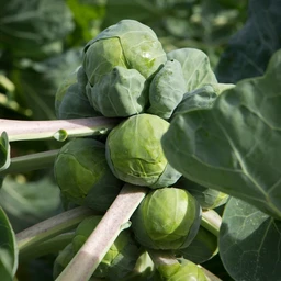 Long-Island-Improved-Brussels-Sprouts__81088.1667682450.1280.1280