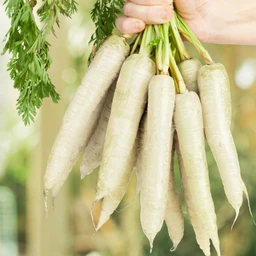 Lunar-White-Carrot__94565.1703785641.1280.1280