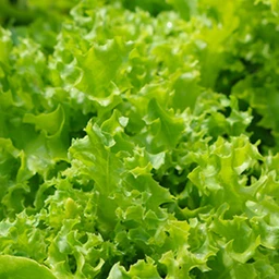 Tango-Lettuce__61658.1667678584.1280.1280
