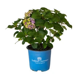 1-Gallon-Bloomstruck-Hydrangea