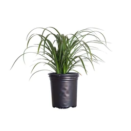1-gal-liriope-super-blue-product