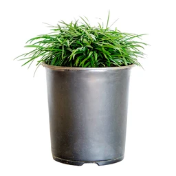 1g-dwarf-mondo-grass