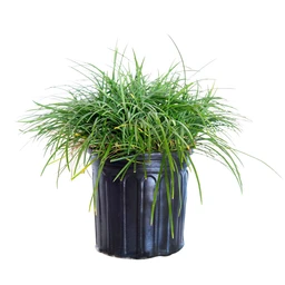1g-mondo-grass-clipped