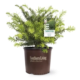 3g-yewtopia-plum-yew-clipped