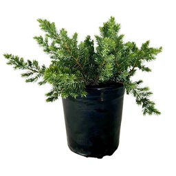 3qt-blue-pacific-juniper-clipped