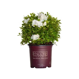 Autumn-Angel-1G-Products