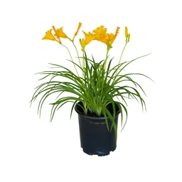 Daylily-Stella-De-Oro-1G-Clipped