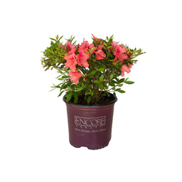 Encore-azalea-autumn-Coral_Clipped_1G