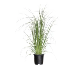 Pampas-grass-1G-Product