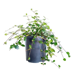 asiatic-jasmine-1g-clipped