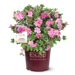autumn-carnation-pink-azalea-clipped