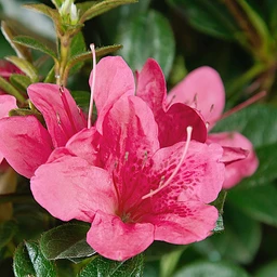 autumn-cheer-encore-azalea-bloom