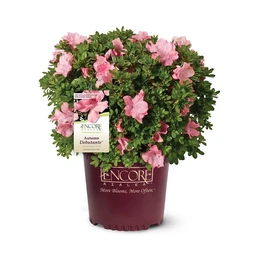 autumn-debutante-clippped-pink-azalea