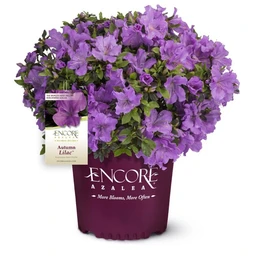 autumn-lilac-encore-azalea-purple-compact-evergreen-shrub-clipped