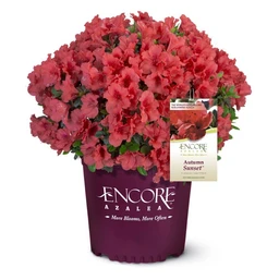autumn-sunset-clipped-w-tag-red-azalea
