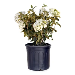 chinese-snowball-viburumn-white-blooming-shrub-for-sale-online