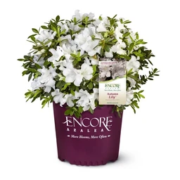 clipped-encore-azalea-autumn-lily-white-flowering-azalea