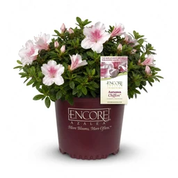 encore-azalea-autumn-chiffon-created-product-shot