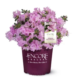 encore-azalea-autumn-sweetheart-clipped-w-tag