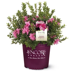 encore-azalea-pink-autumn-empress-glamour-shot