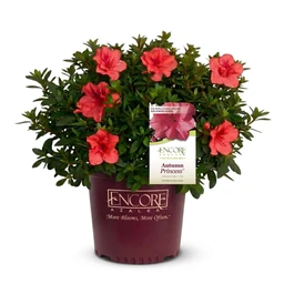 encore-azalea-pink-autumn-princess-product