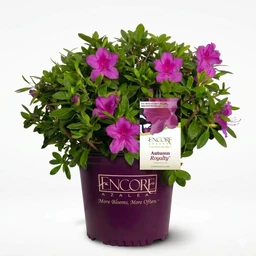 encore-azalea-purple-autumn-royalty-product-shot