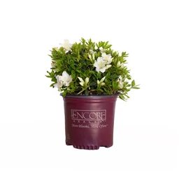 encore-azaleas-autumn-ivory-1g-clipped