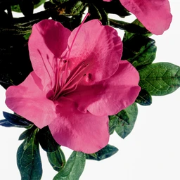encore-azlalea-autumn-carnival-flower