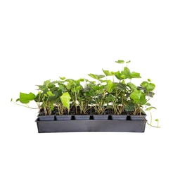english-ivy-18pk-clipped