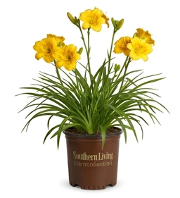 evergreen-stella-yellow-daylily-created-product-shot