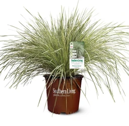lomandra-platinum-beauty-mat-rush-clipped-w-tag