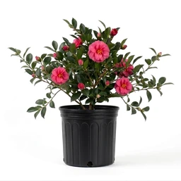 shi-shi-gashira-pink-camellia-created-plant-image