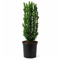 sky-pencil-japanese-holly-ilex-shrub-created-product-shot-2.5quart