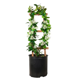 star-jasmine-vine-3G