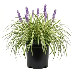 varigated-liiriope-grass-plant-created-product-shot-2-5Qt