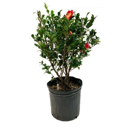 yuletide-camellia-product-shot