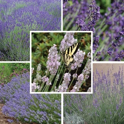 LongBloomingLavenderColl5-13-26