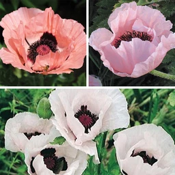 Oriental-Poppy-Coll-8-25-26