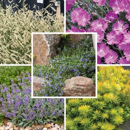 Rock-Garden-Collection-6-15-26