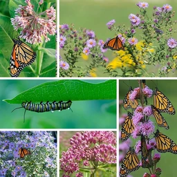 monarch_magic_collage