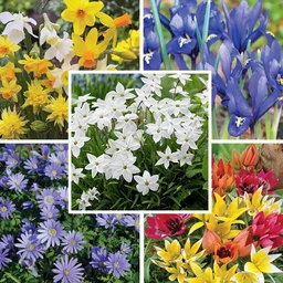 rock-garden-bulb-collection9-18-25_0eb2d3e7-1d4b-4229-b2ee-e0544459d1d3