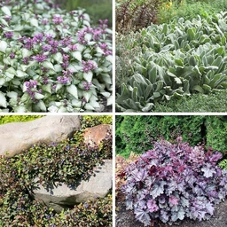 shade-drought-resistant-groundco