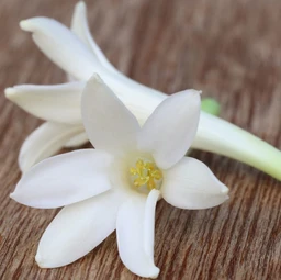 tuberose__64553