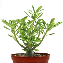 Adenium-somalense-6-inch-Update-Pictures_9