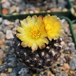 Copiapoatenuissima_1