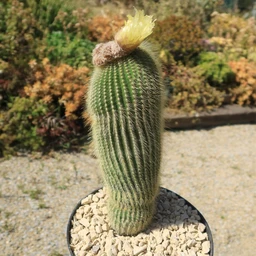 Lemon-Ball-Cactus-_Parodia-leninghausii_-2-Gallon_3_8eec2d61-a005-4eb1-a730-c6d35abb9272