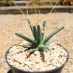 Leuchtenbergia-principis-6-inch_1_658217e9-d871-490d-bc80-e95c70cc4558