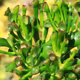 CrassulaovatajadeETfingersorShrekplant5Gallon_4