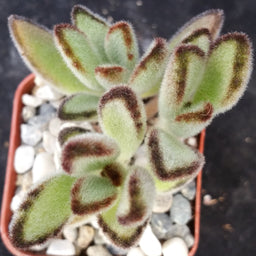 KALANCHOETOMENTOSA_3