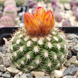 parodiamairanana_3